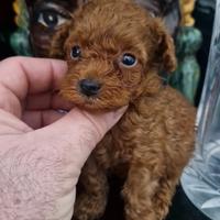 Maschi Cuccioli di Barbincini red toy e mini toy