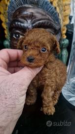 Maschi Cuccioli di Barbincini red toy e mini toy