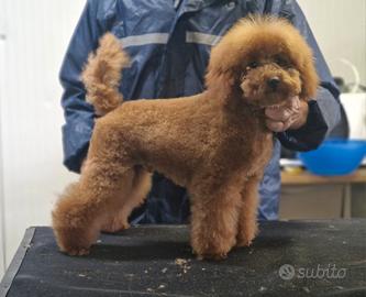 Disponibili cuccioli di barboncino red