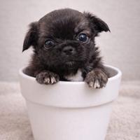 Chihuahua femminuccia piccola stupenda bella bella