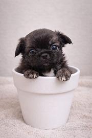 Chihuahua femminuccia piccola stupenda bella bella