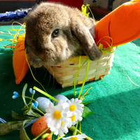 Conigli ariete nano minilop