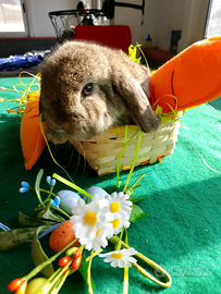 Conigli ariete nano minilop