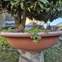 Vaso vascone a ciotola