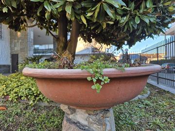 Vaso vascone a ciotola