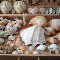 Collezione conchiglie