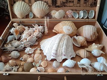Collezione conchiglie