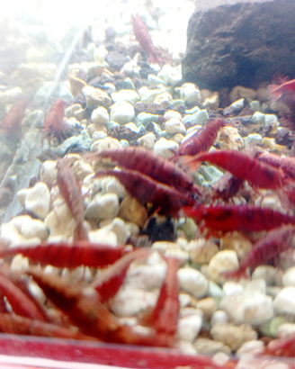 Neocaridine davidi Red Sakura per acquario