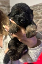 Cuccioli di Pastore Tedesco