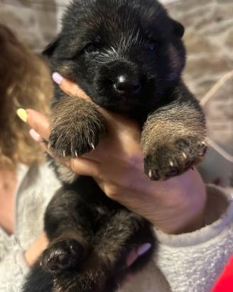 Cuccioli di Pastore Tedesco