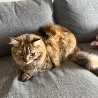 Gatto di razza europea