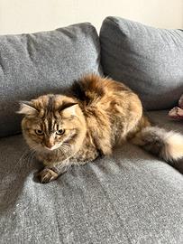 Gatto di razza europea