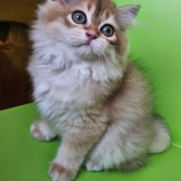 British Longhair golden maschio pedigree italiano