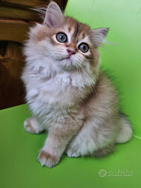 British Longhair golden maschio pedigree italiano