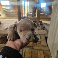 Pitbull rednouse cuccioli