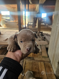 Pitbull rednouse cuccioli