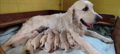 Cuccioli di Golden retriever