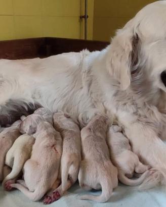 Cuccioli di Golden retriever