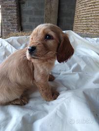 Cuccioli Cocker spaniel