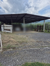 Fabbricato accatastato + Uliveto