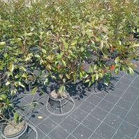 PIANTE SIEPE PHOTINIA RED ROBIN 