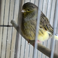 Canarini gloster consort maschi