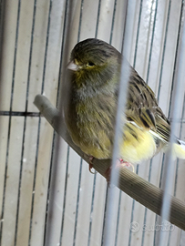 Canarini gloster consort maschi