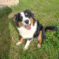 Cucciolona di Mini American Shepherd