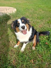 Cucciolona di Mini American Shepherd