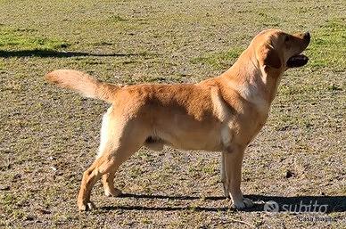 labrador gratuito adulto 