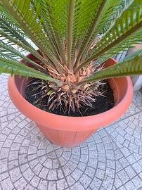 Palma Cycas