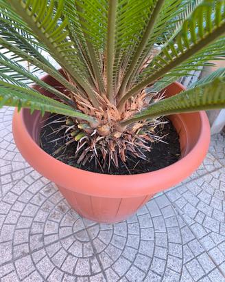 Palma Cycas