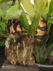 BOTIA MACARANTA e RASBORE + ANCISTRUS BLACK Maschi