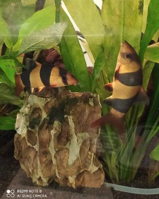 BOTIA MACARANTA e RASBORE + ANCISTRUS BLACK Maschi