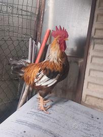 Gallo rosso