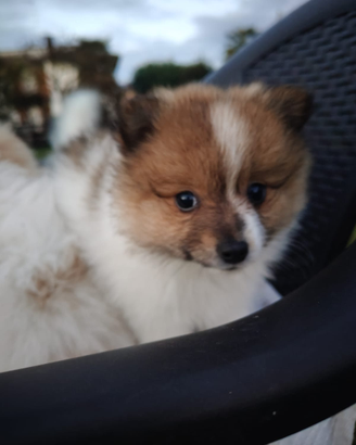 Cucciola di volpino