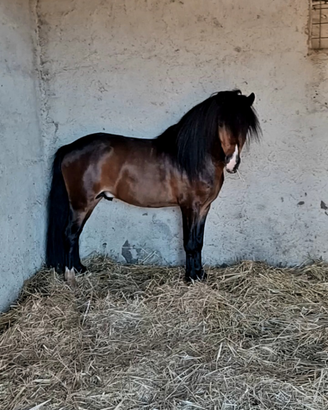 Pony Welsh