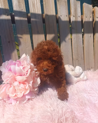 Barboncino Toy con pedigree enci