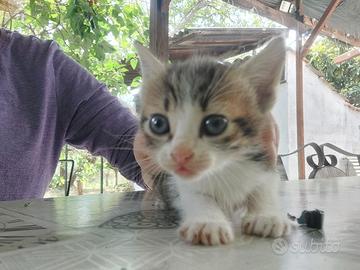 Gattina tricolore