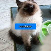 Maschio Ragdoll