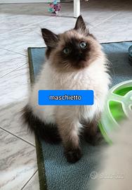 Maschio Ragdoll