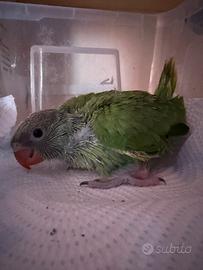 Pullo parrocchetto dal collare