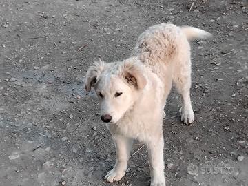 Cucciola simil maremmano