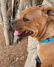 Staffy