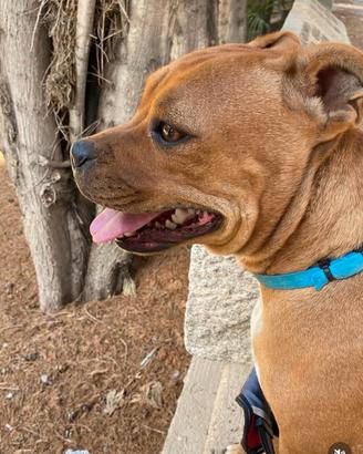 Staffy