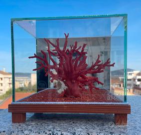 Ceppo di corallo rosso grezzo in teca