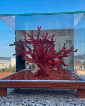 Ceppo di corallo rosso grezzo in teca