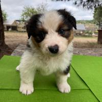 Cucciolo pastore australiano tricolor