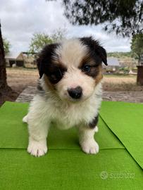 Cucciolo pastore australiano tricolor