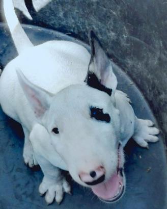 Cuccioli di Bull Terrier Standard
